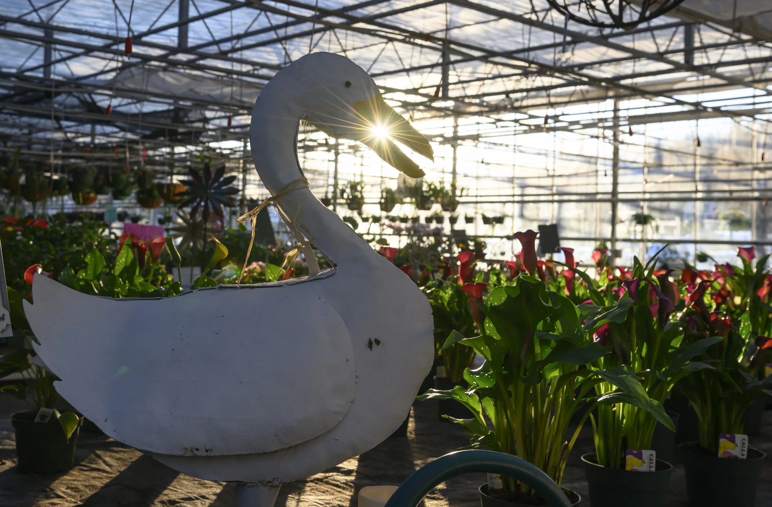 Stanley's Greenhouse